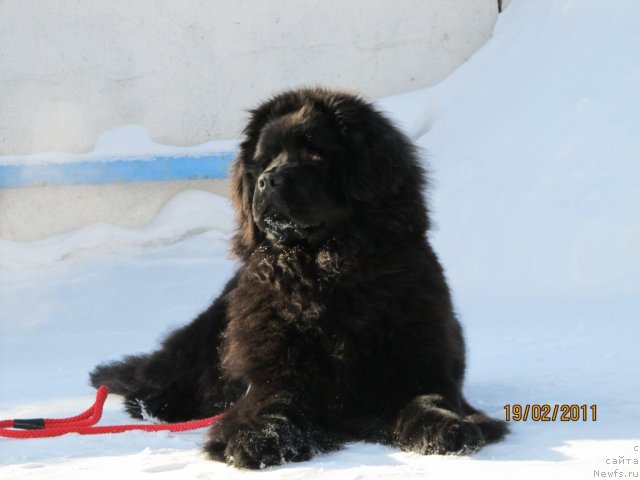 Фото: ньюфаундленд Их Высочество Владлена Маджикс