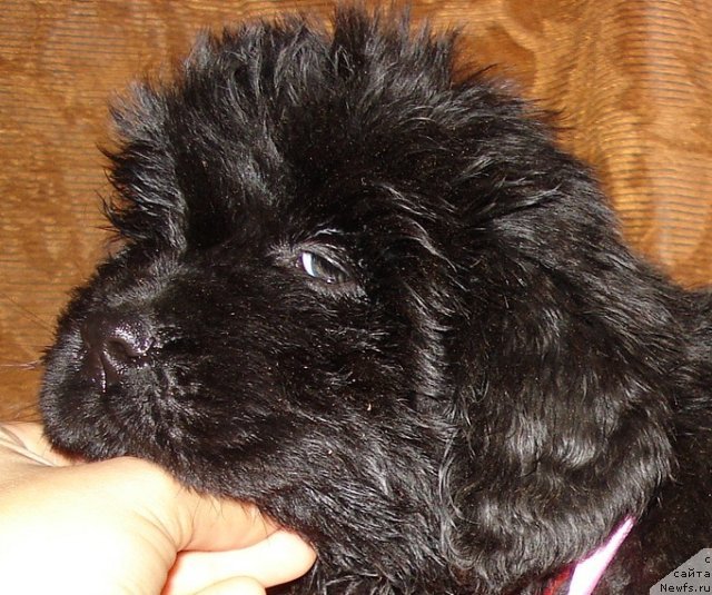 Фото: ньюфаундленд Их Высочество Вилана Блум (Ih Visochestvo Vilana Blum)