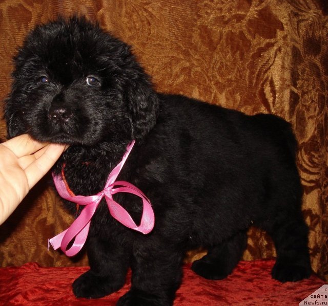 Фото: ньюфаундленд Их Высочество Вилана Блум (Ih Visochestvo Vilana Blum)