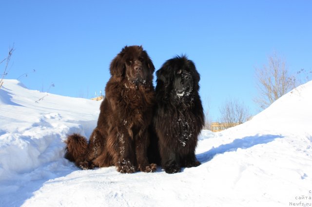 Фото: ньюфаундленд Черный Шарм Ангельская Красота (Chernyi Sharm Angel'skaya Krasota), ньюфаундленд Чанси из Золотого Треугольника