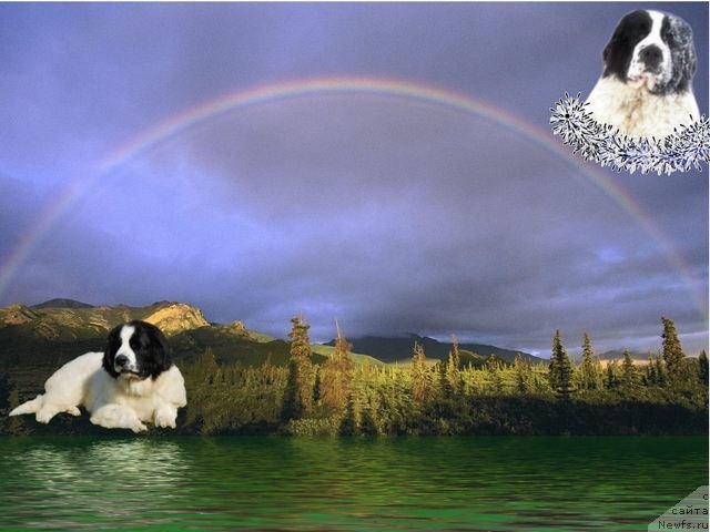 Фото: ньюфаундленд Хризолит Серебрянный Блеск из Уникальной Коллекции