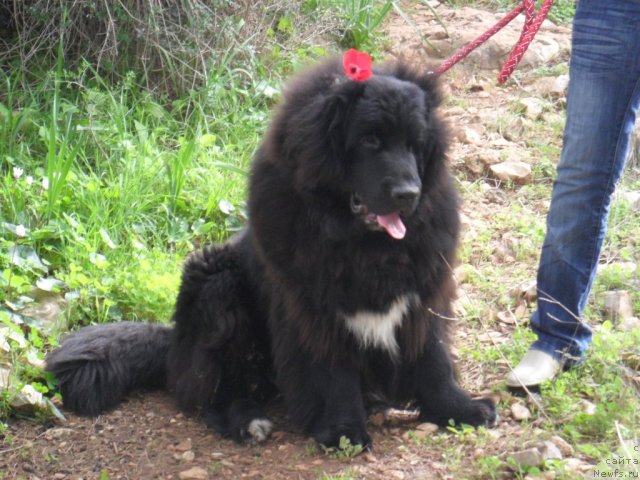 Фото: ньюфаундленд Питерньюф Чао-Какао