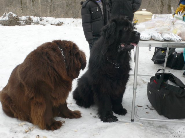 Фото: ньюфаундленд Аркадия Виват Арбона, ньюфаундленд Супер Премиум Амелия Экшен