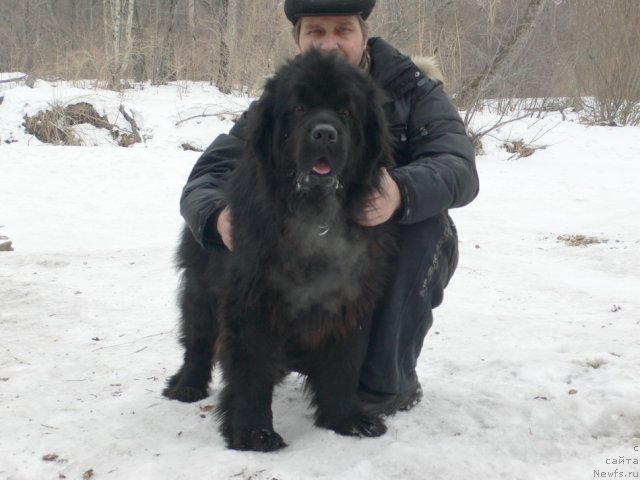 Фото: ньюфаундленд Супер Премиум Амелия Экшен