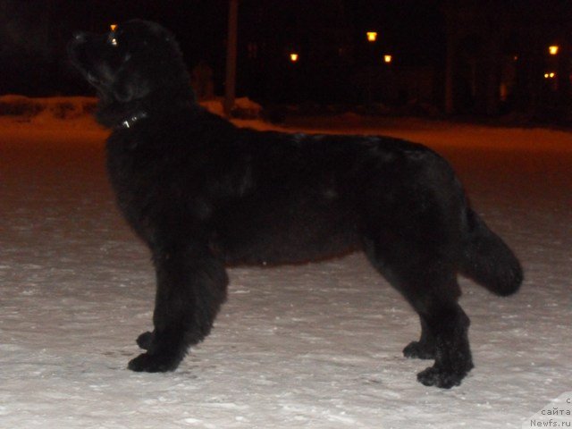 Фото: ньюфаундленд Их Высочество Виола Жанмоника (Ih Visochestvo Viola Zhanmonika)