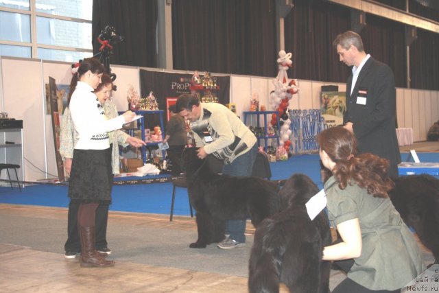 Фото: ньюфаундленд Супер Премиум Жани Моник