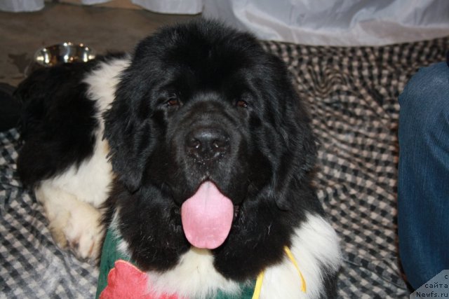 Фото: ньюфаундленд Супер Премиум Ему Нет Равных