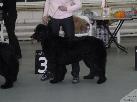 Фото: ньюфаундленд Плюшевая Панда Рейчел