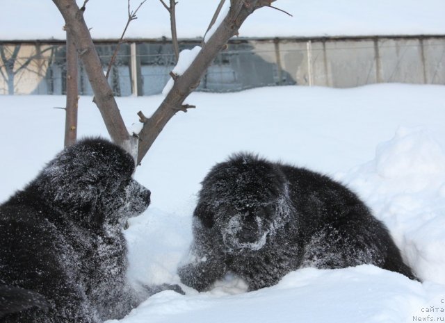 Фото: Эффект Эммануэль и Экзотик Дрим
