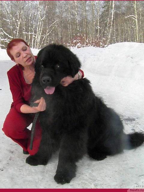 Фото: ньюфаундленд Обама Бест
