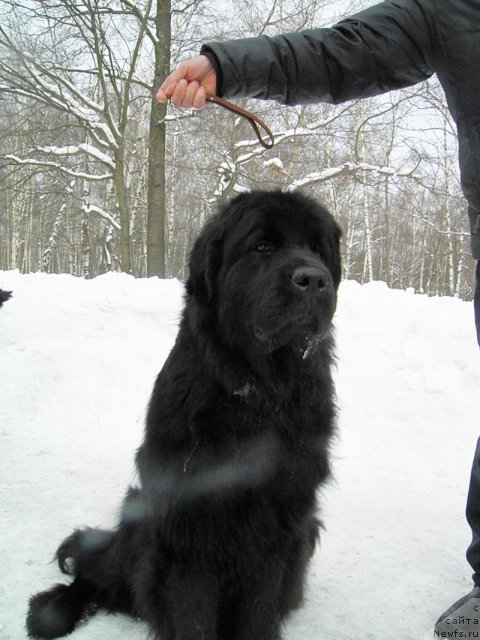 Фото: ньюфаундленд Особа Гламурная