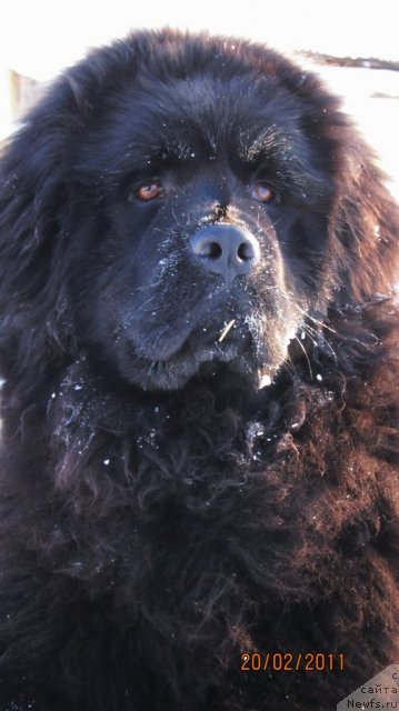 Фото: ньюфаундленд Их Высочество Владлена Маджикс