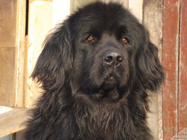 Фото: ньюфаундленд Маг Исполин Борислава для Ольги