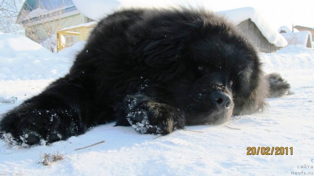 Фото: ньюфаундленд Их Высочество Владлена Маджикс