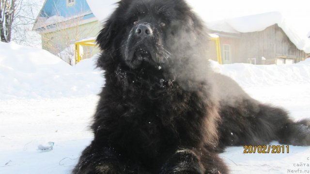 Фото: ньюфаундленд Их Высочество Владлена Маджикс
