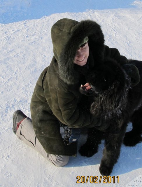 Фото: ньюфаундленд Их Высочество Владлена Маджикс, Ирина Нистратова