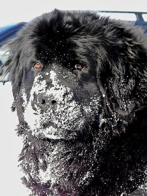Фото: ньюфаундленд Звезда Востока