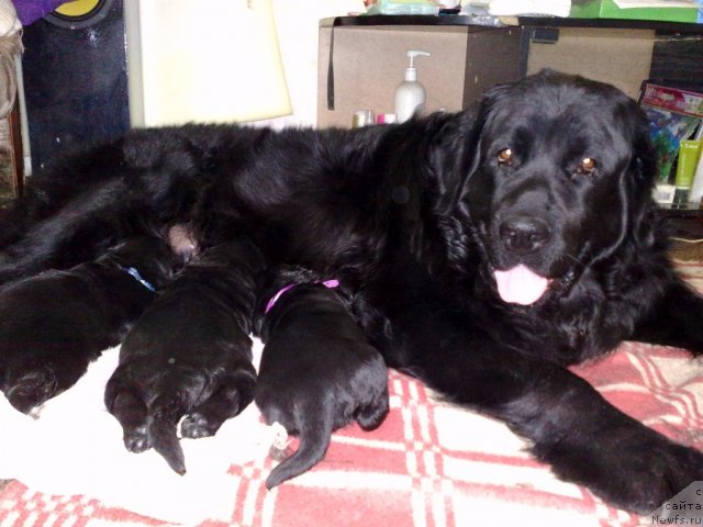 Фото: ньюфаундленд Великий Медведь Загадка