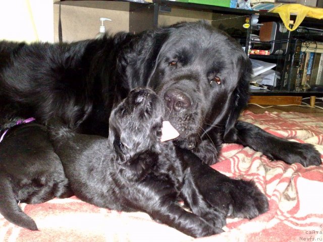 Фото: ньюфаундленд Великий Медведь Загадка