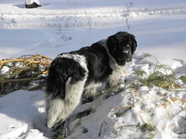 Фотография № 59772