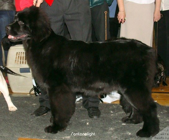 Фото: ньюфаундленд Их Высочество Вилана Блум (Ih Visochestvo Vilana Blum)