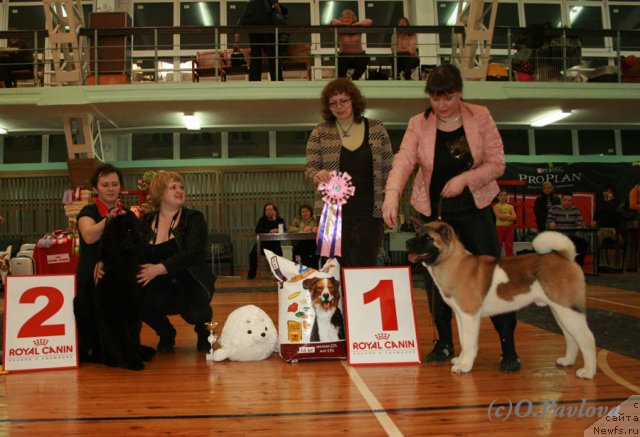 Фото: ньюфаундленд Их Высочество Вилана Блум (Ih Visochestvo Vilana Blum)
