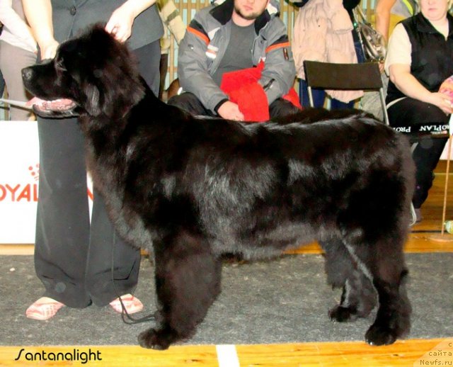 Фото: ньюфаундленд Их Высочество Вилана Блум (Ih Visochestvo Vilana Blum)