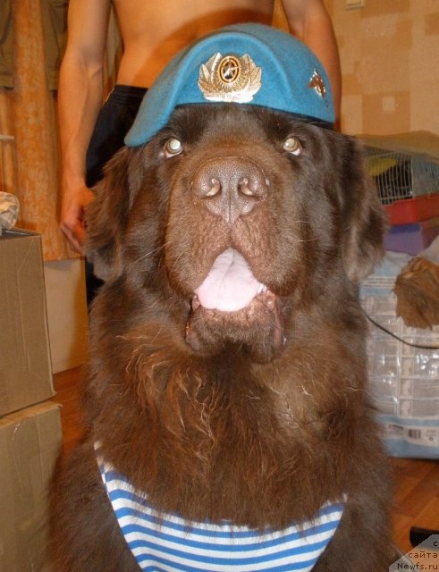 Фото: ньюфаундленд Лесная Сказка Королевский Медведь (Lesnaja Skazka Korolevskiy Medved)