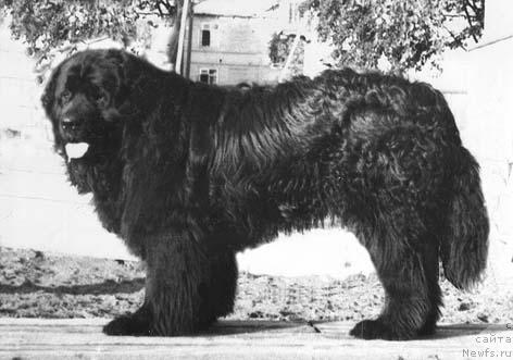 Фото: ньюфаундленд Чангур Тервольф