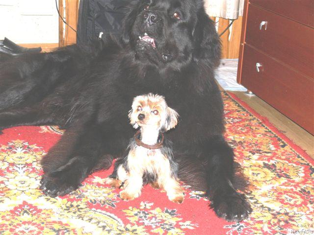 Фото: ньюфаундленд О Блек Диамонд Литтл Беар (O Black Diamond Little Bear)