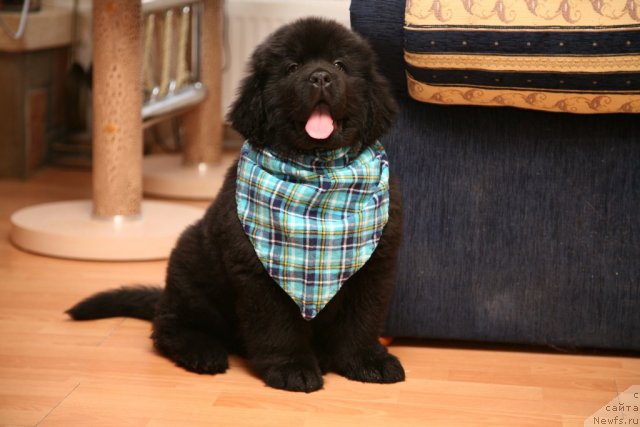 Фото: ньюфаундленд Сент Джонс Хендсел фо Ми (Sent Djons Handsel for Me)