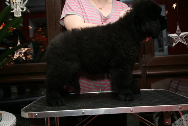 Фото: ньюфаундленд Сент Джонс Хендсел фо Ми (Sent Djons Handsel for Me)