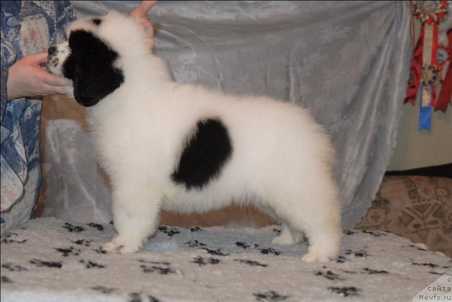 Фото: ньюфаундленд Сент Джонс Царевна Лебедь (Sent Djons Carevna Lebed)