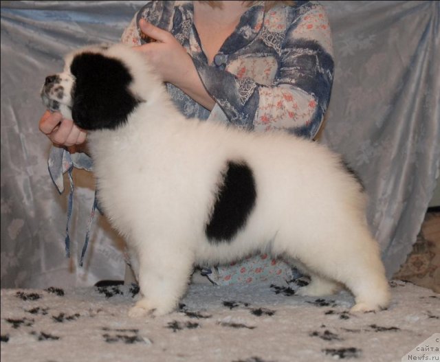 Фото: ньюфаундленд Сент Джонс Царевна Лебедь (Sent Djons Carevna Lebed)