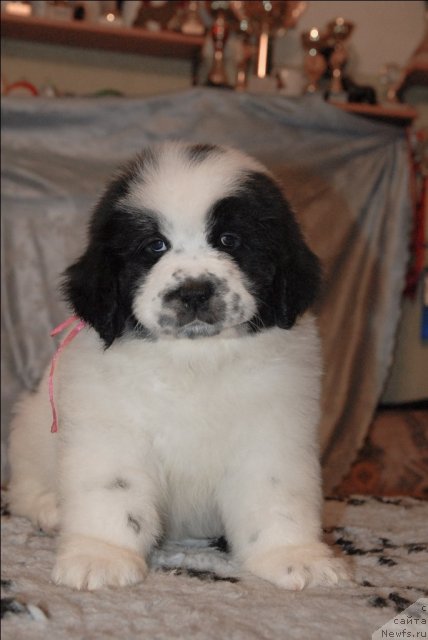 Фото: ньюфаундленд Сент Джонс Царевна Лебедь (Sent Djons Carevna Lebed)