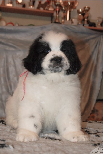 Фото: ньюфаундленд Сент Джонс Царевна Лебедь (Sent Djons Carevna Lebed)