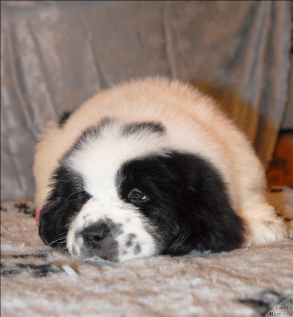 Фото: ньюфаундленд Сент Джонс Царевна Лебедь (Sent Djons Carevna Lebed)