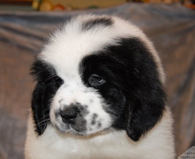 Фото: ньюфаундленд Сент Джонс Царевна Лебедь (Sent Djons Carevna Lebed)