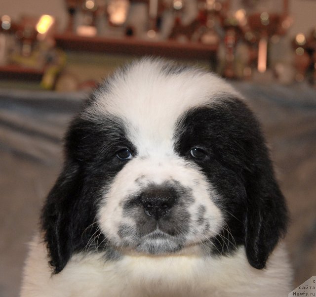 Фото: ньюфаундленд Сент Джонс Царевна Лебедь (Sent Djons Carevna Lebed)