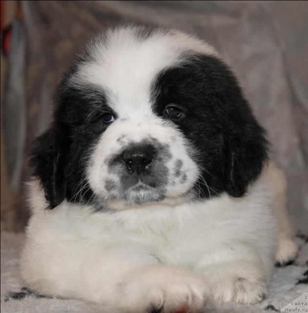 Фото: ньюфаундленд Сент Джонс Царевна Лебедь (Sent Djons Carevna Lebed)