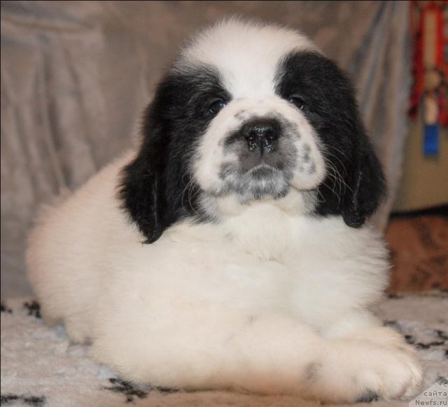 Фото: ньюфаундленд Сент Джонс Царевна Лебедь (Sent Djons Carevna Lebed)