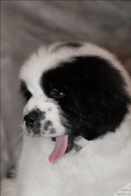 Фото: ньюфаундленд Сент Джонс Царевна Лебедь (Sent Djons Carevna Lebed)