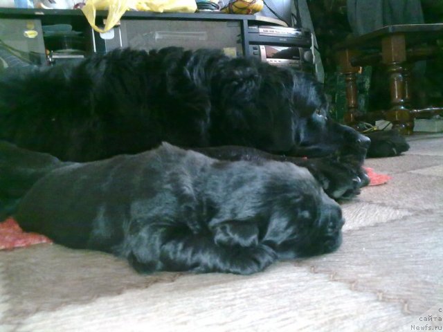 Фото: ньюфаундленд Великий Медведь Загадка, и её щенок
