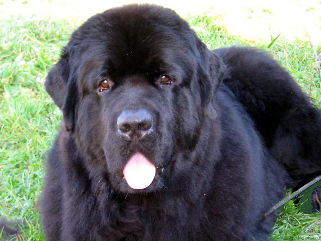 Фото: ньюфаундленд Плюшевая Панда  Дионисий (Plushevaya Panda Dionisiy)