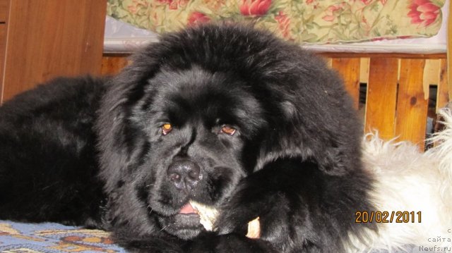 Фото: ньюфаундленд Их Высочество Владлена Маджикс