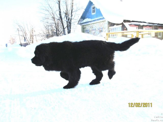 Фото: ньюфаундленд Их Высочество Владлена Маджикс