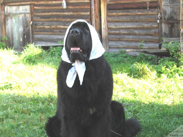 Фотография № 5993