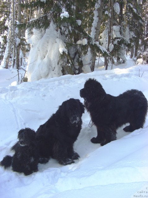 Фото: ньюфаундленд Акин Соул София, ньюфаундленд Лесная Сказка Лунная Соната