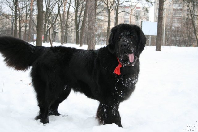 Фото: ньюфаундленд Pamella Almas-Alana