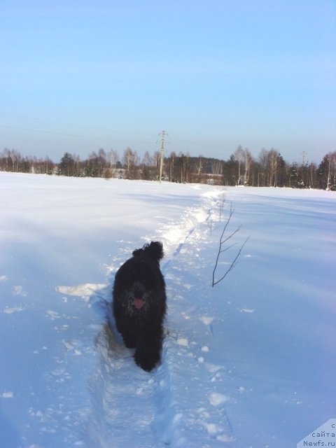 Фото: ньюфаундленд Барышня
